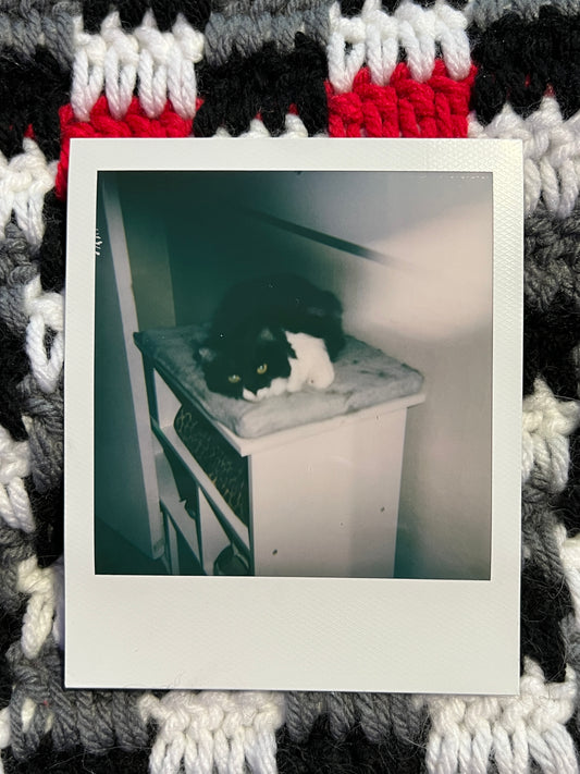 Zelda Polaroid - Loafing Around