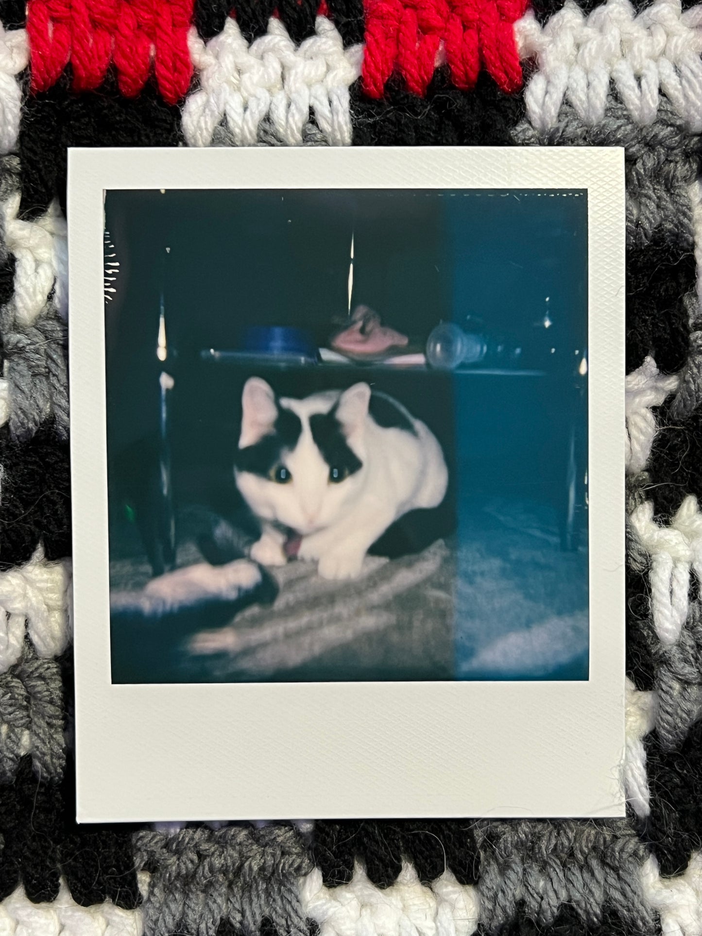 Salad Polaroid - The Stare