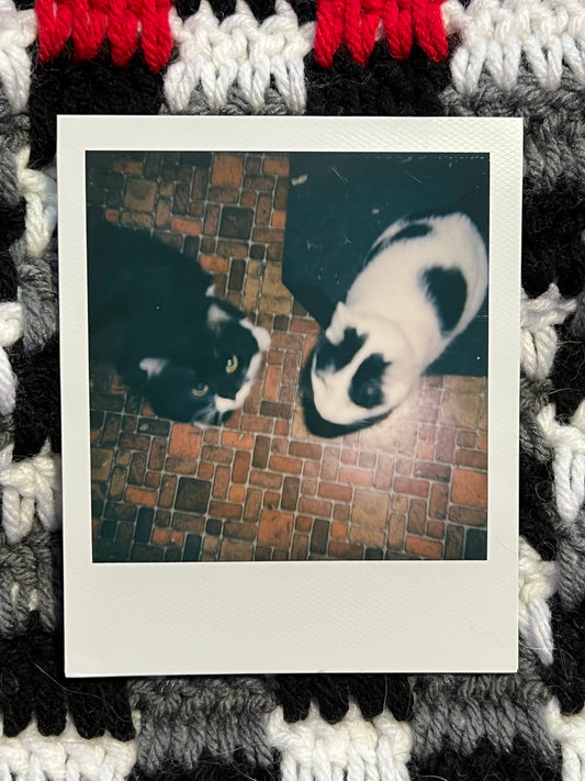 Salad AND Zelda Polaroid - Snack Time