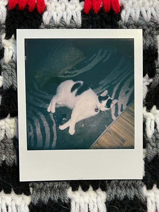 Salad Polaroid - Chillin'