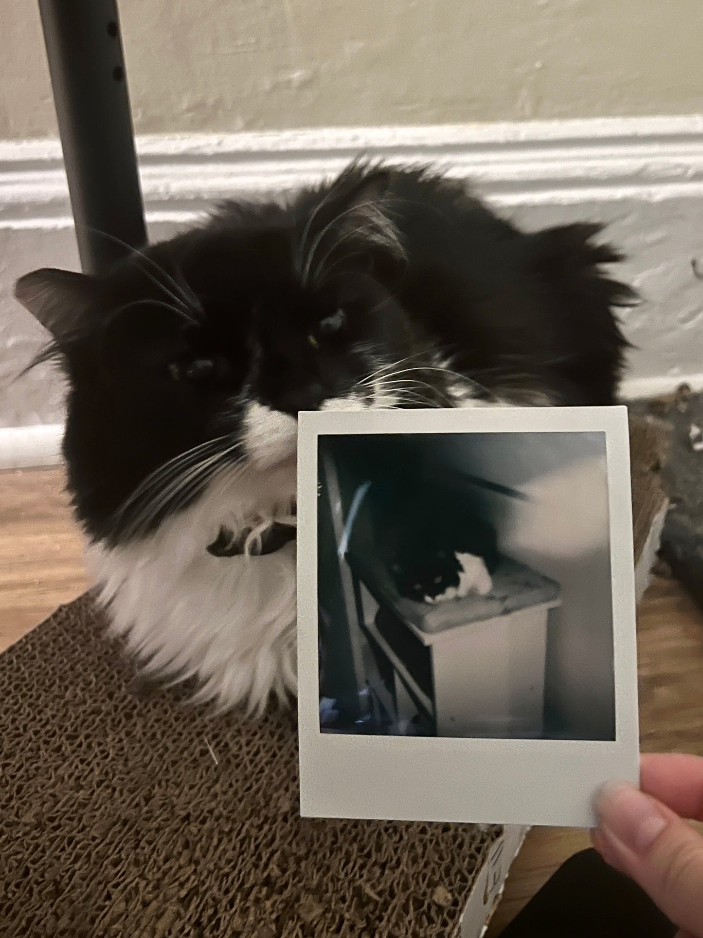 Zelda Polaroid - Loafing Around