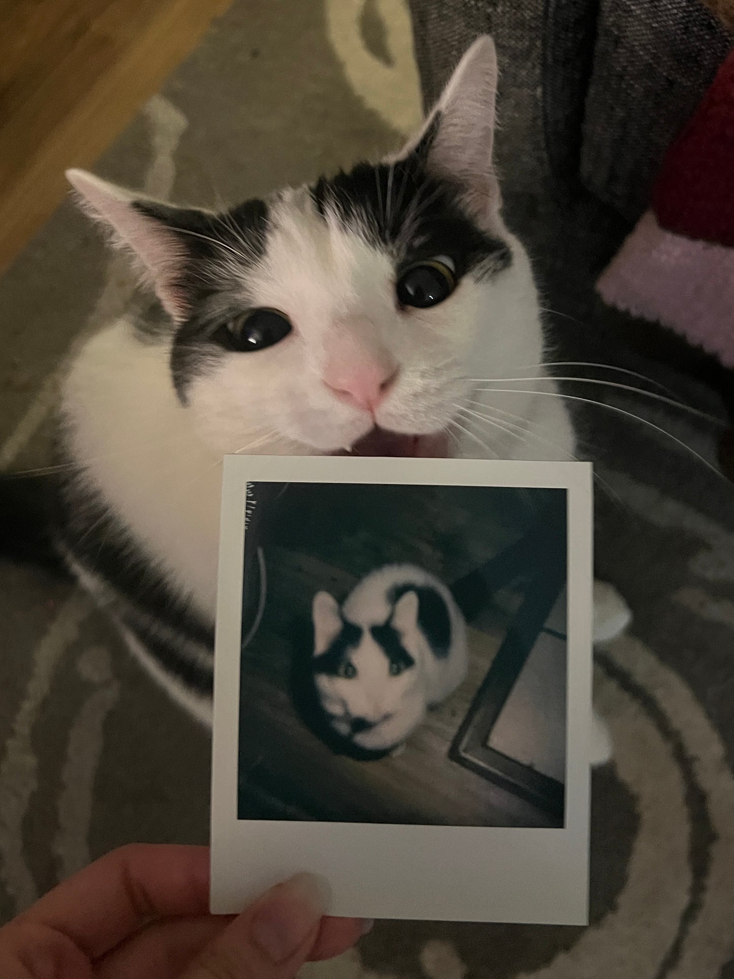 Salad Polaroid - Test Shot