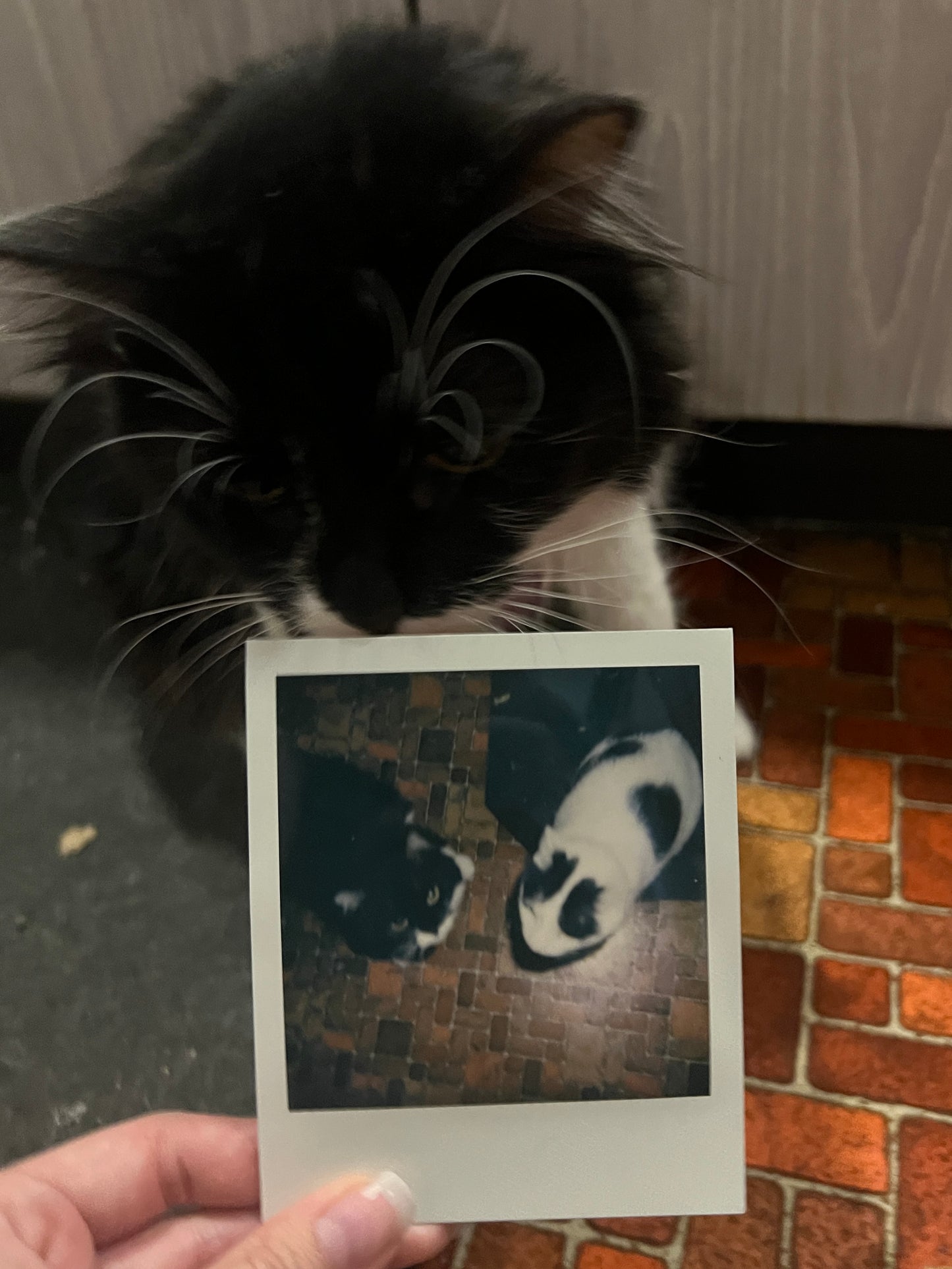 Salad AND Zelda Polaroid - Snack Time